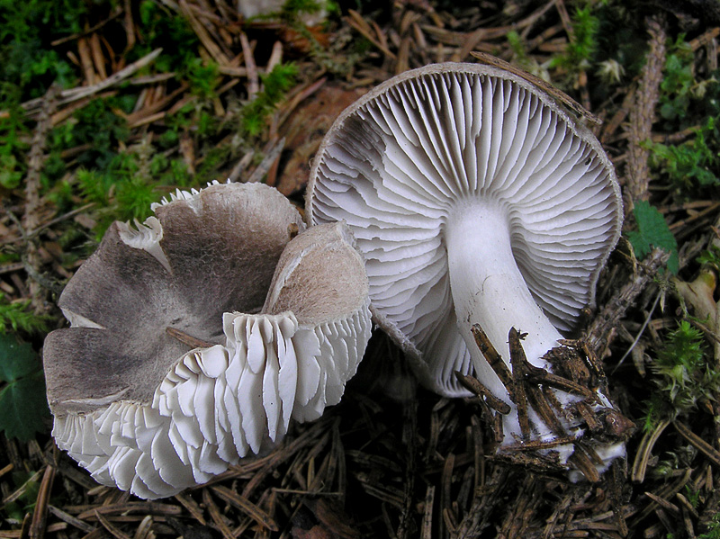 Tricholoma terreum